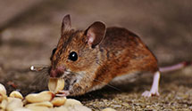 24 Hour & Emergency Exterminators in Holiday Isle, AR